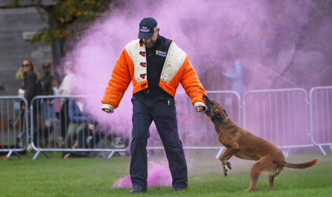 Paws in the Park 2026