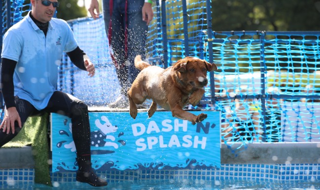 Paws in the Park 2026