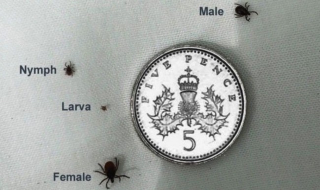Tick Bite Prevention and Lyme Disease Awareness 