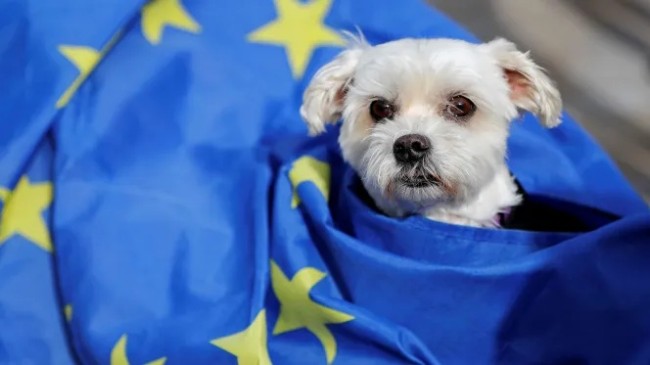 EU Pet Passport now Animal Health Certificates