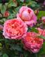 Suffolk Garden Show