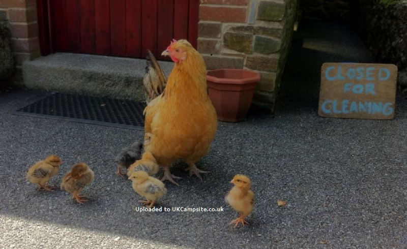 Beacon Cottage Farm Holidays