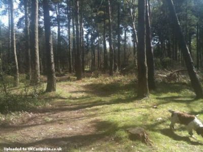 Brockwell Wood Camping Brockwell Wood Camping