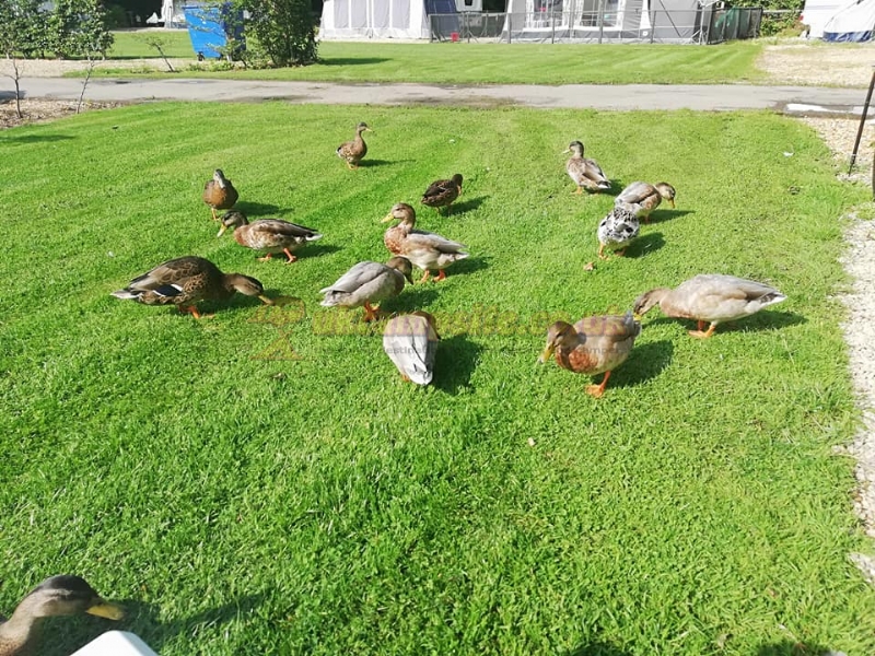 Blackland Lakes Holiday Centre