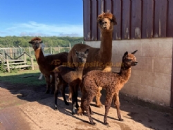 Hoar Park Farm Certificated Site