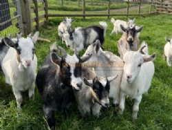 Hoar Park Farm Certificated Site