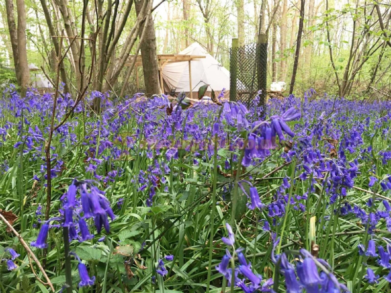 Wild Boar Wood Campsite