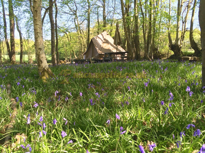 Wild Boar Wood Campsite
