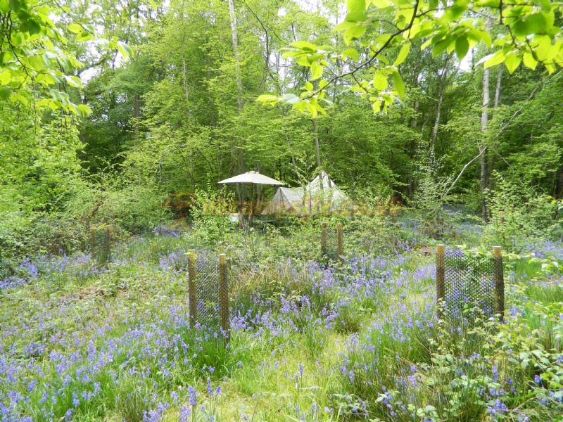 Wild Boar Wood Campsite