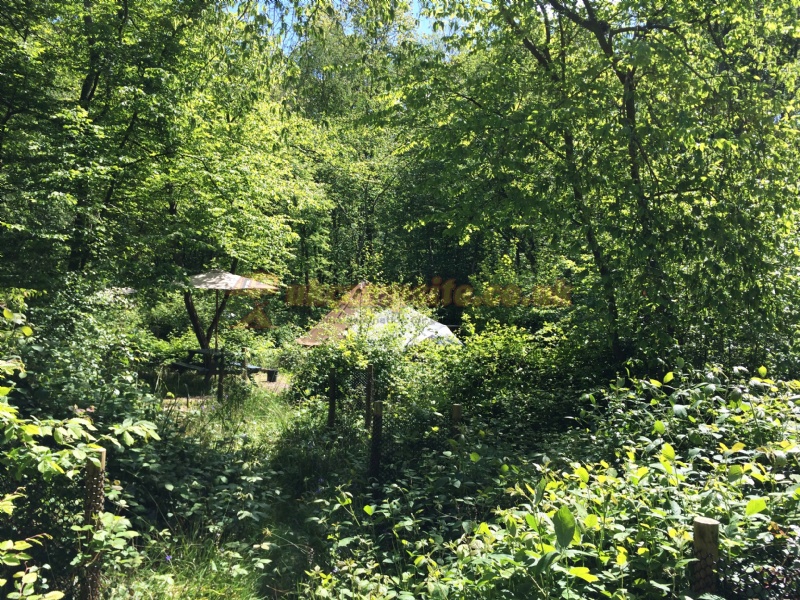 Wild Boar Wood Campsite