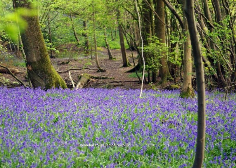 Wild Boar Wood Campsite