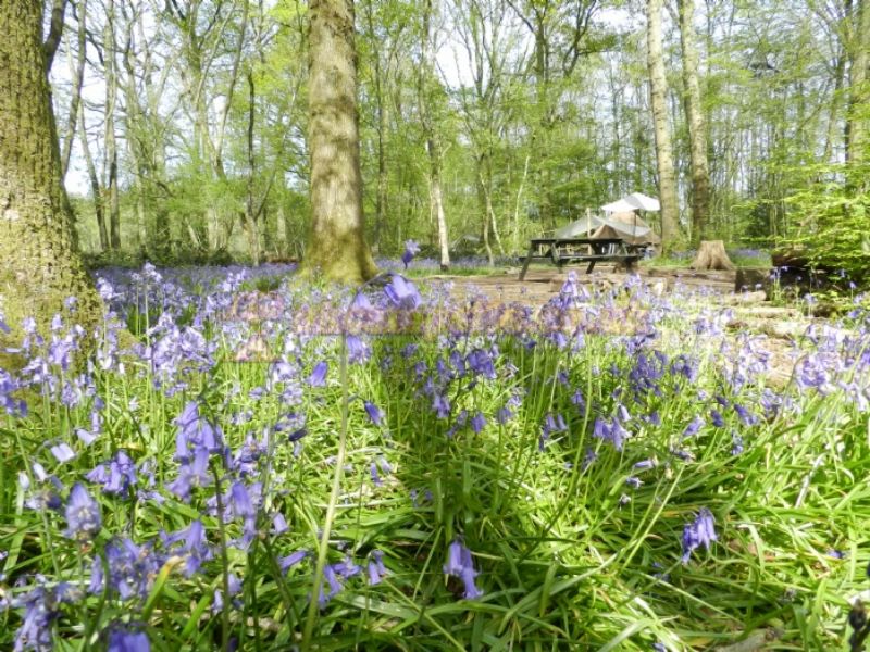Wild Boar Wood Campsite