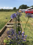 Menehay Farm Touring Park