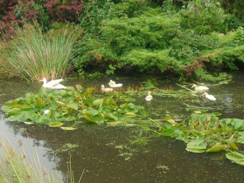 The Bower Farm