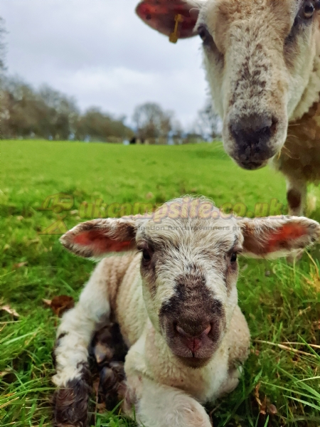 Meadowsweet Farm Certificated Site