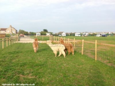 Martleaves Farm Campsite
