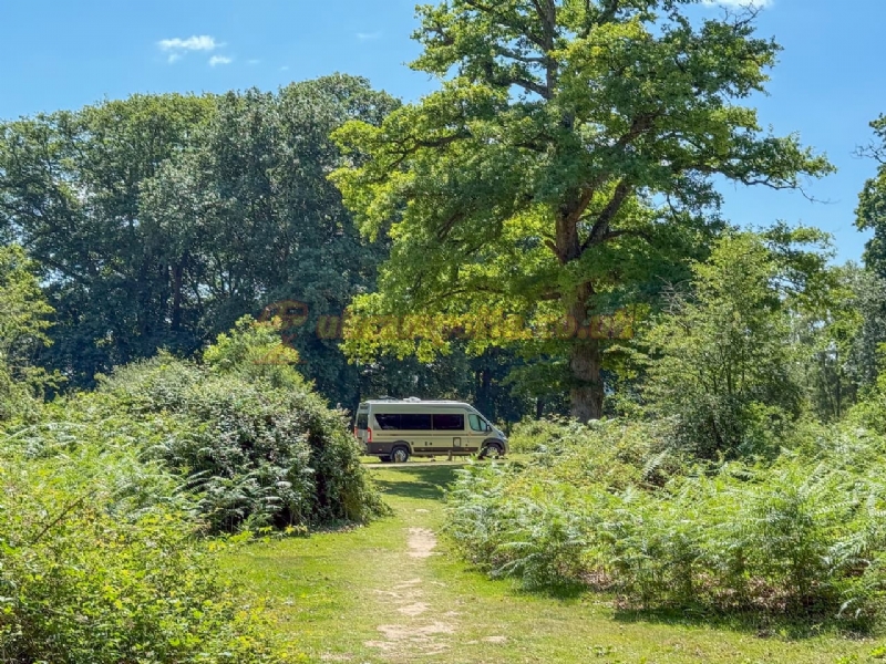 Hollands Wood Camping In The New Forest