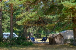 Roundhill Camping In The New Forest