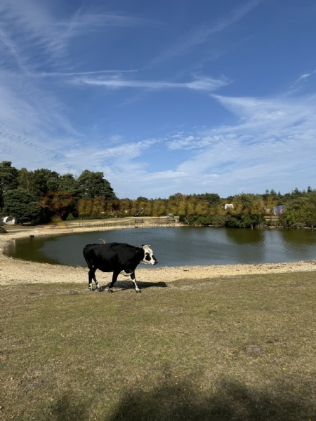 Roundhill Camping In The New Forest