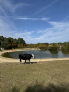 Roundhill Camping In The New Forest