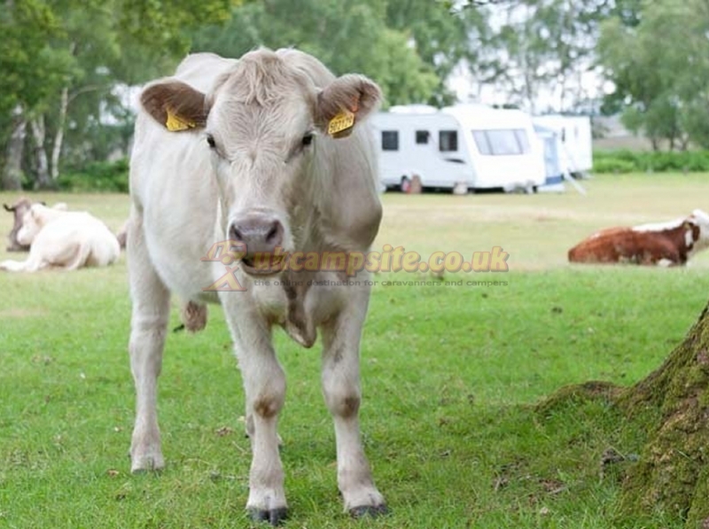Denny Wood Camping In The New Forest