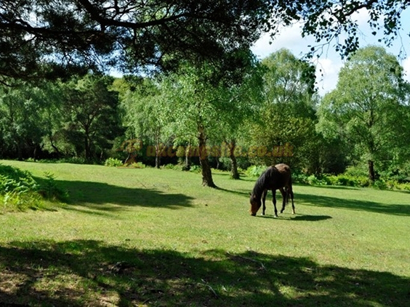 Ocknell Camping In The New Forest