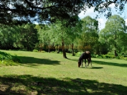Ocknell Camping In The New Forest