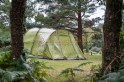 Ocknell Camping In The New Forest