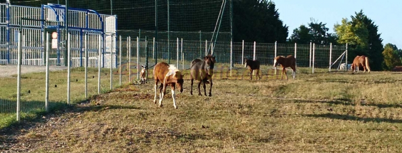 Camping Les Vignes