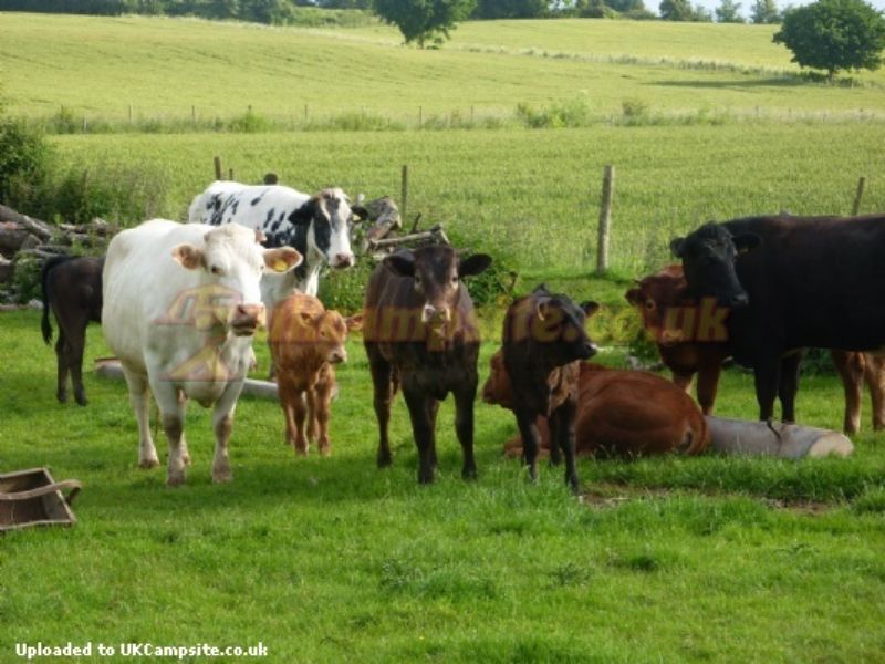 Trippenkennett Farm Amping And Caravanning Site