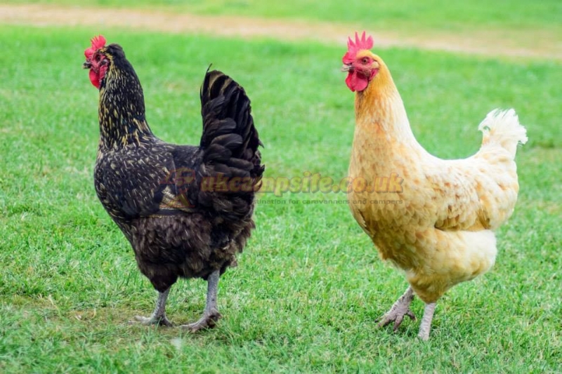 Groobys Pit Caravan Park