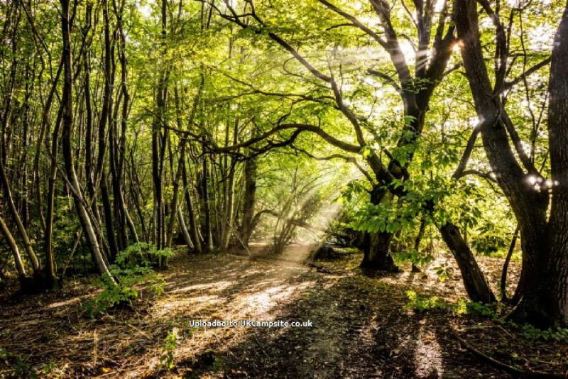 Badgells Wood