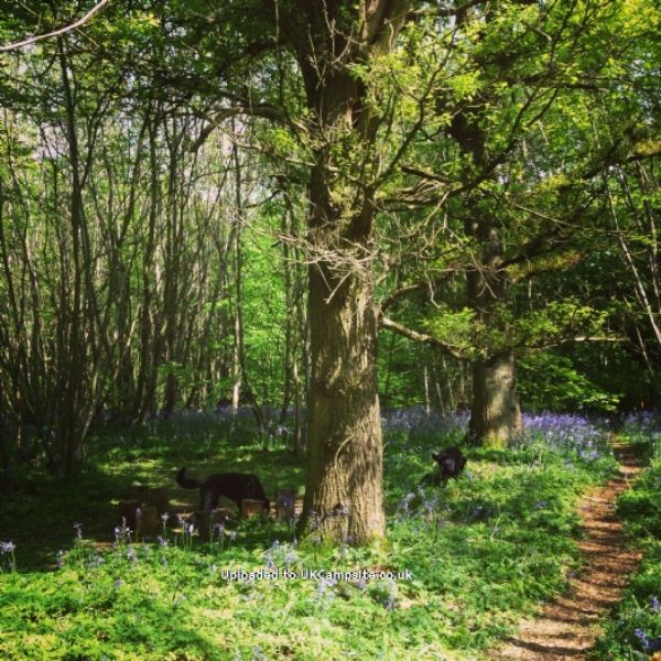 Badgells Wood