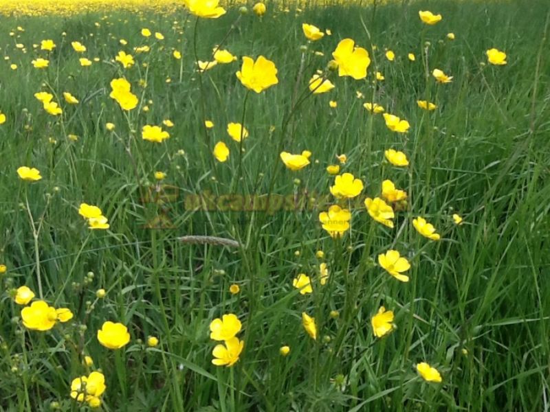 Twiteys Camping And Glamping Meadows