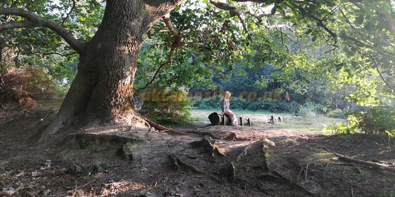 Beech Estate Campsite