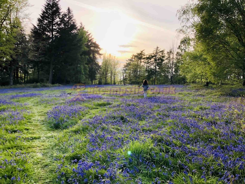 Beech Estate Campsite