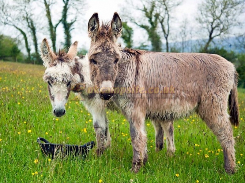 Parkers Farm Holiday Park