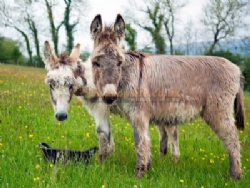 Parkers Farm Holiday Park