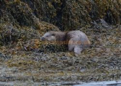 Balranald Hebridean Holidays