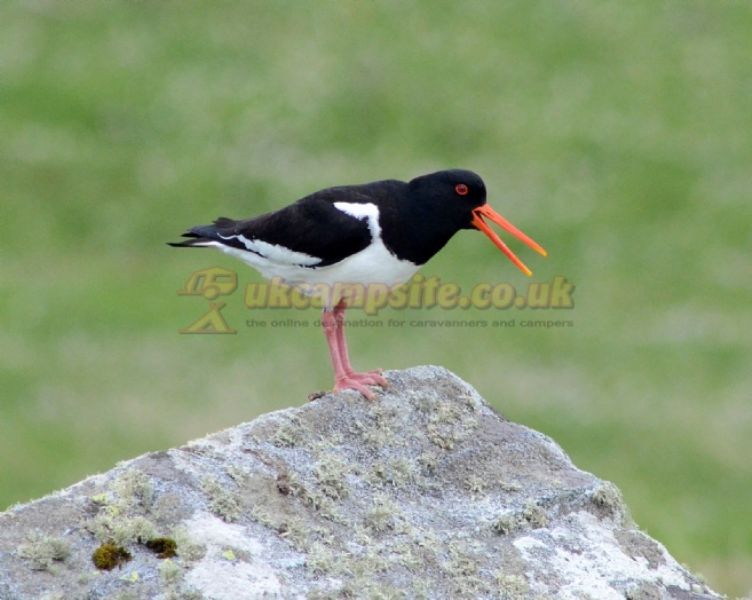 Balranald Hebridean Holidays
