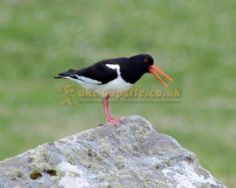 Balranald Hebridean Holidays