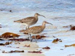 Balranald Hebridean Holidays