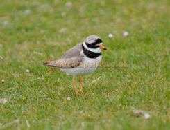 Balranald Hebridean Holidays
