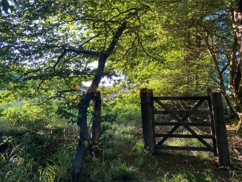 The Secret Campsite