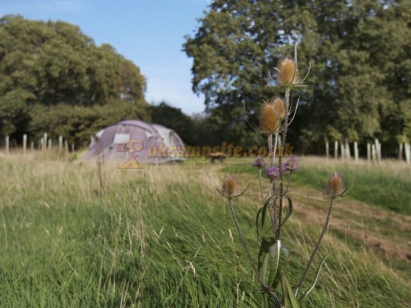 The Secret Campsite