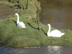 Milton Bridge Caravan Park