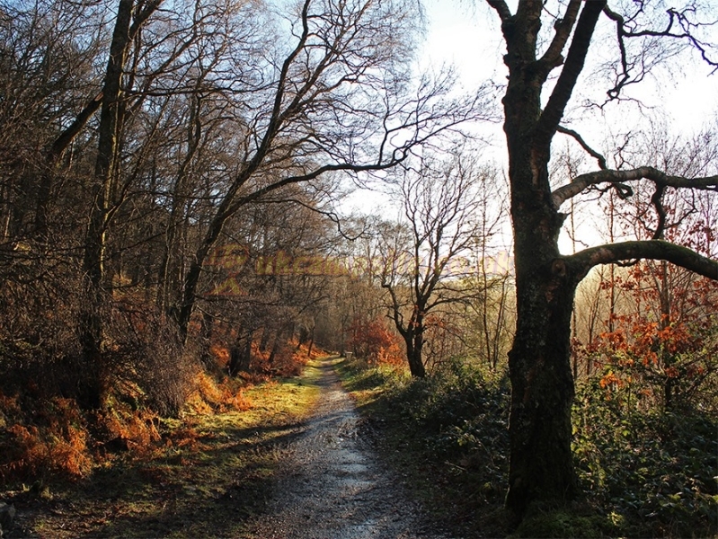 Elan Oaks Caravan And Campsite