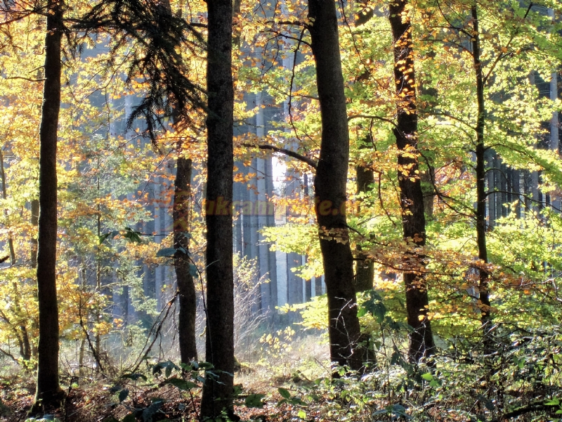 Camping Aux Sources De Lescheret