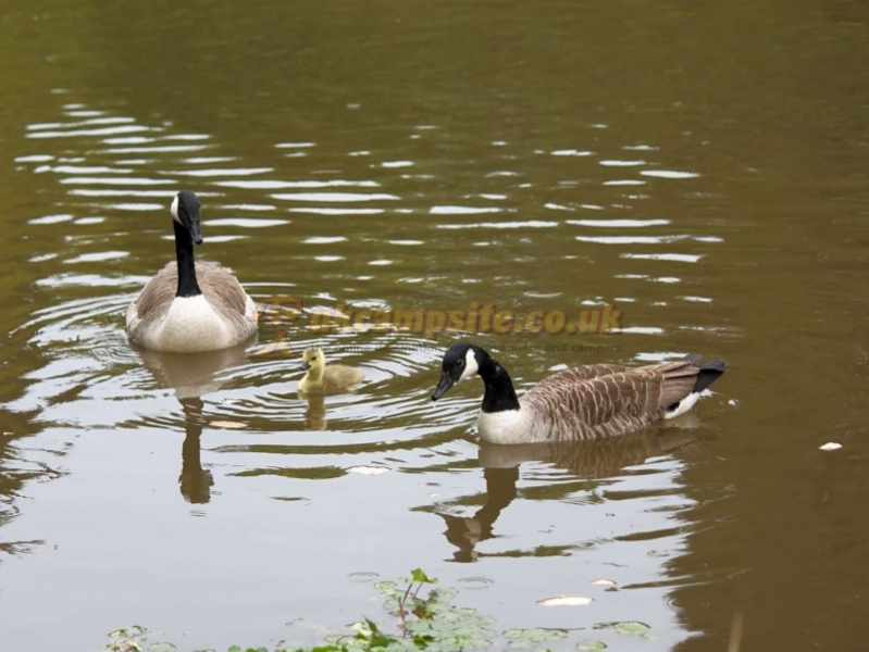Hunters Lodge Caravan And Camping Site