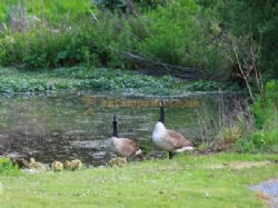 Hunters Lodge Caravan And Camping Site